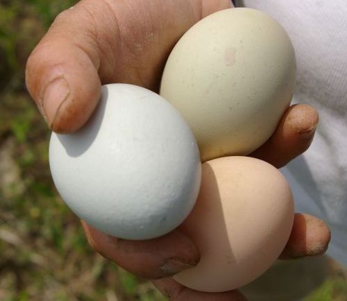 Eggs from Tello Farms